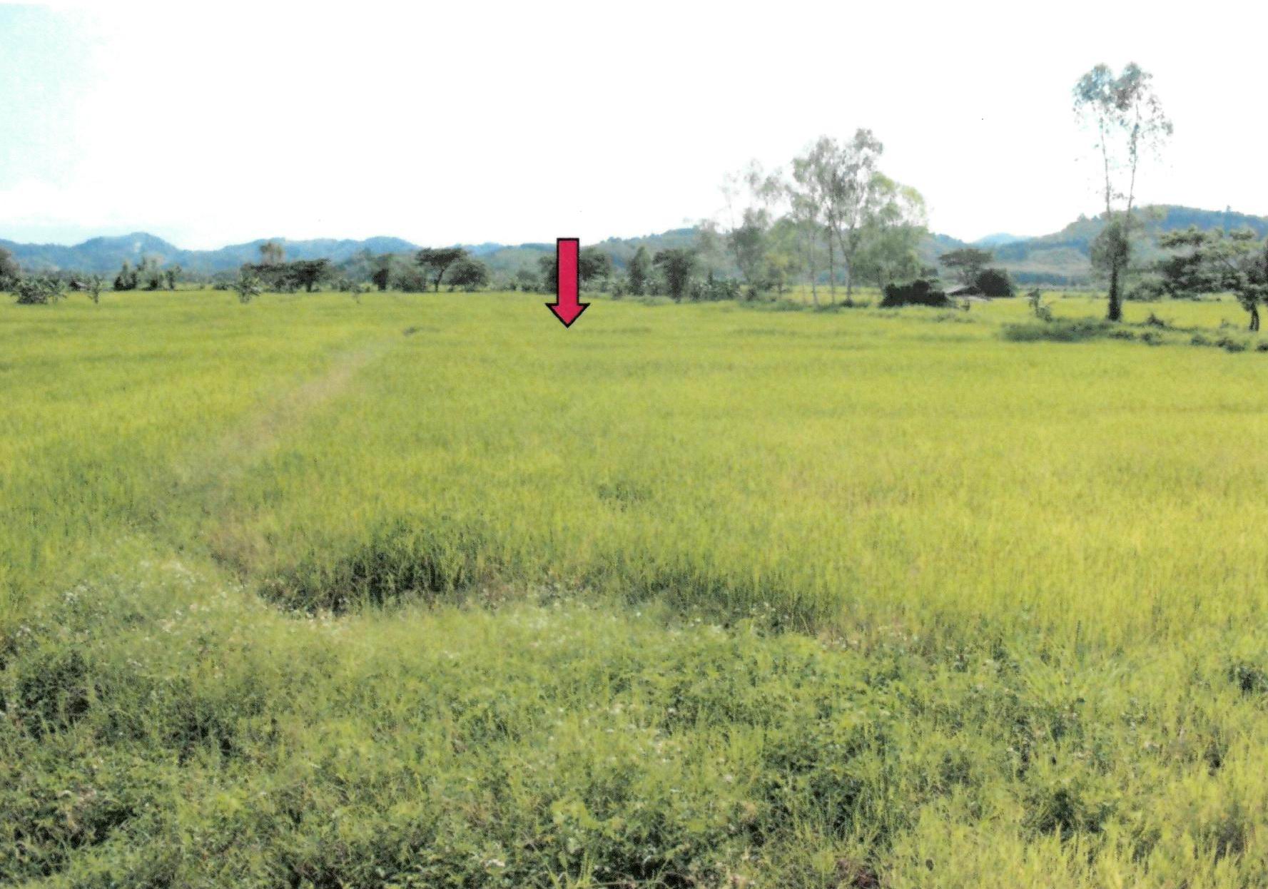 รูปที่ดินว่างเปล่า เม็งราย พญาเม็งราย เชียงราย