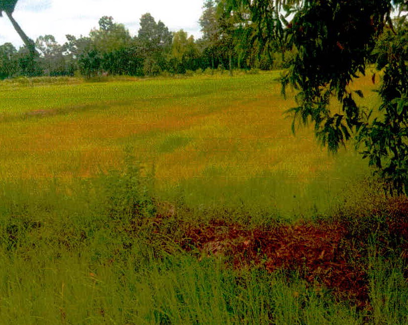 รูปที่ดินว่างเปล่า หนองห้าง อุทุมพรพิสัย ศรีสะเกษ