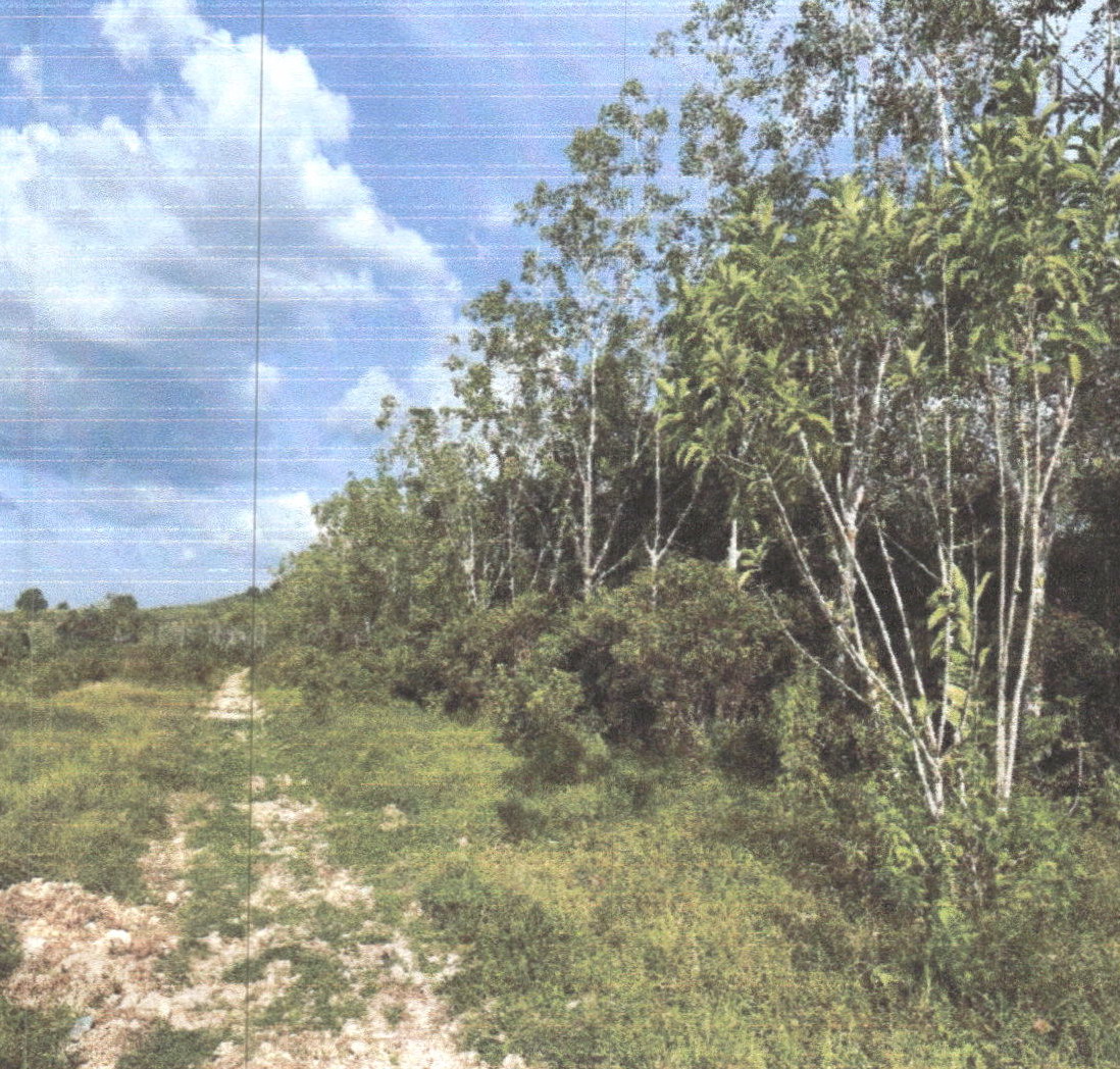รูปที่ดินว่างเปล่า คลองใหญ่ ตะโหมด พัทลุง
