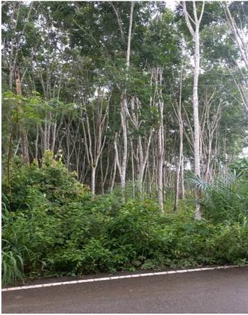 รูปที่ดินว่างเปล่า กะลาเส สิเกา ตรัง