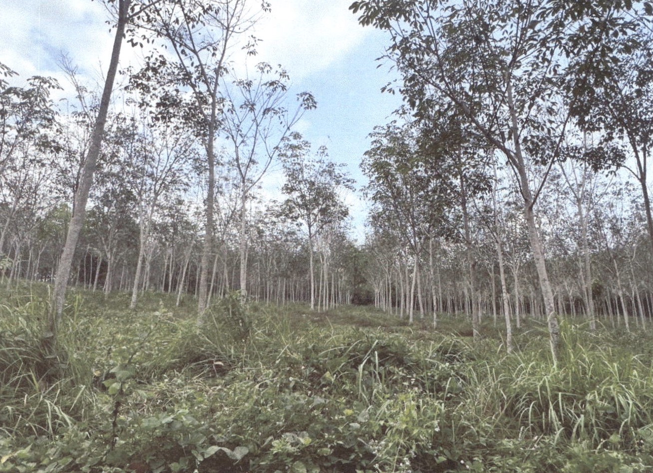 รูปที่ดินว่างเปล่า เขาคราม เมืองกระบี่ กระบี่