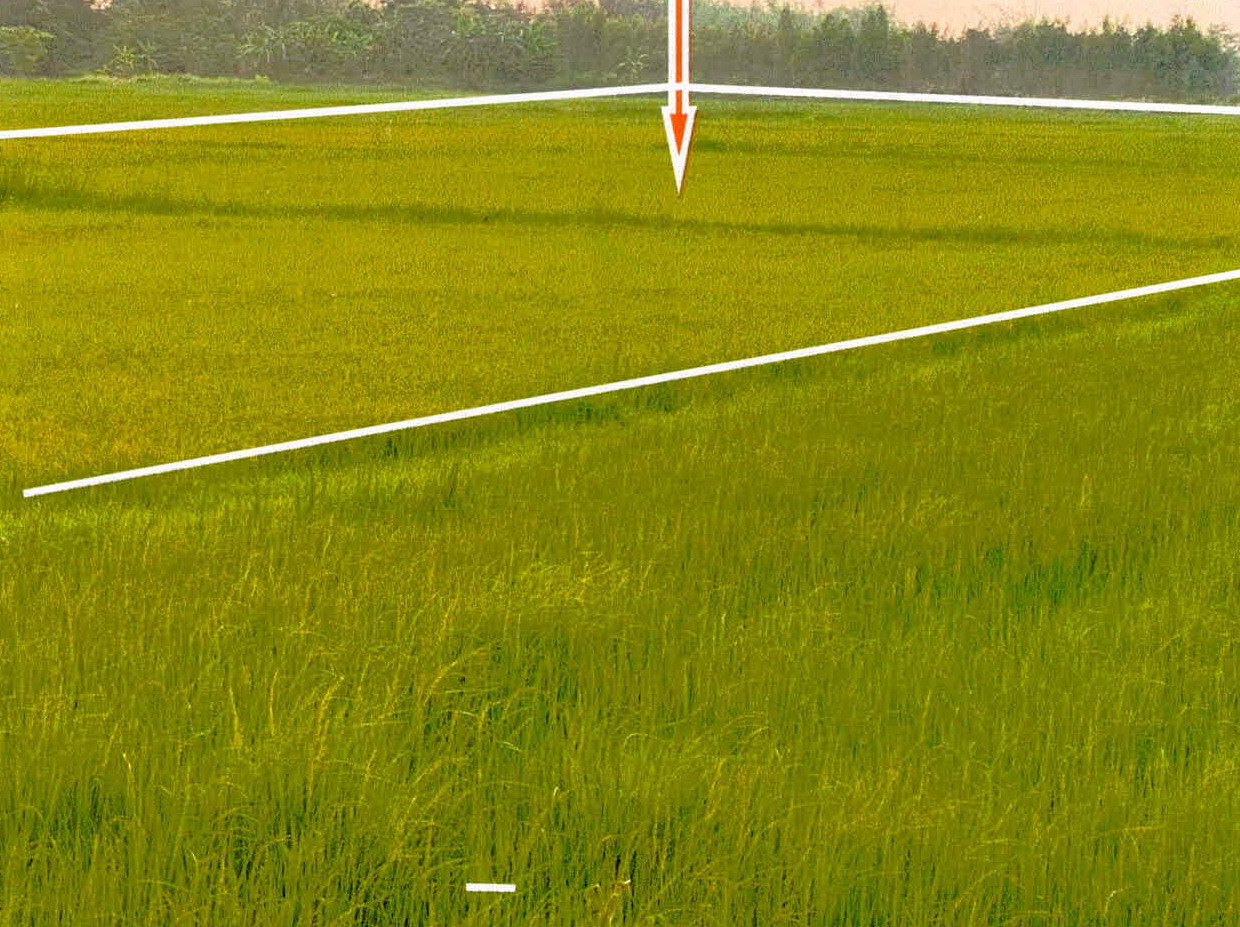 รูปที่ดินว่างเปล่า เขื่องคำ เมืองยโสธร ยโสธร