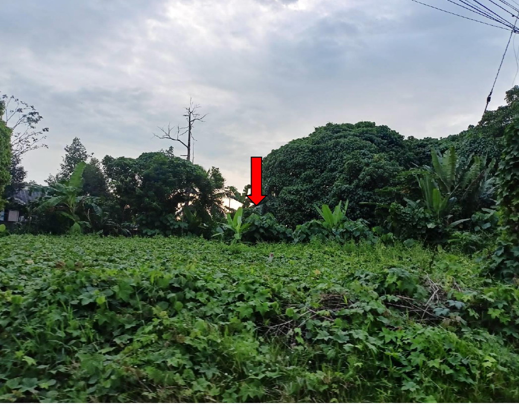 รูปที่ดินว่างเปล่า โคกหล่อ เมืองตรัง ตรัง