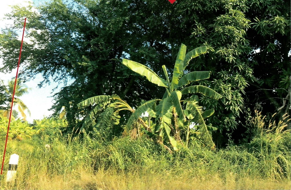 รูปที่ดินว่างเปล่า โนนเมืองพัฒนา ด่านขุนทด นครราชสีมา