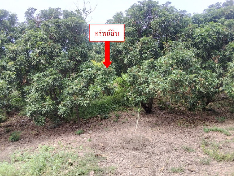 รูปที่ดินว่างเปล่า ทาสบเส้า แม่ทา ลำพูน