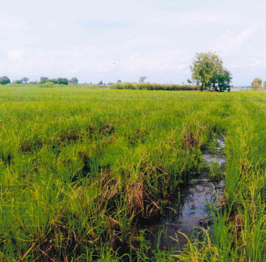 รูปที่ดินว่างเปล่า วังทอง ศรีสำโรง สุโขทัย