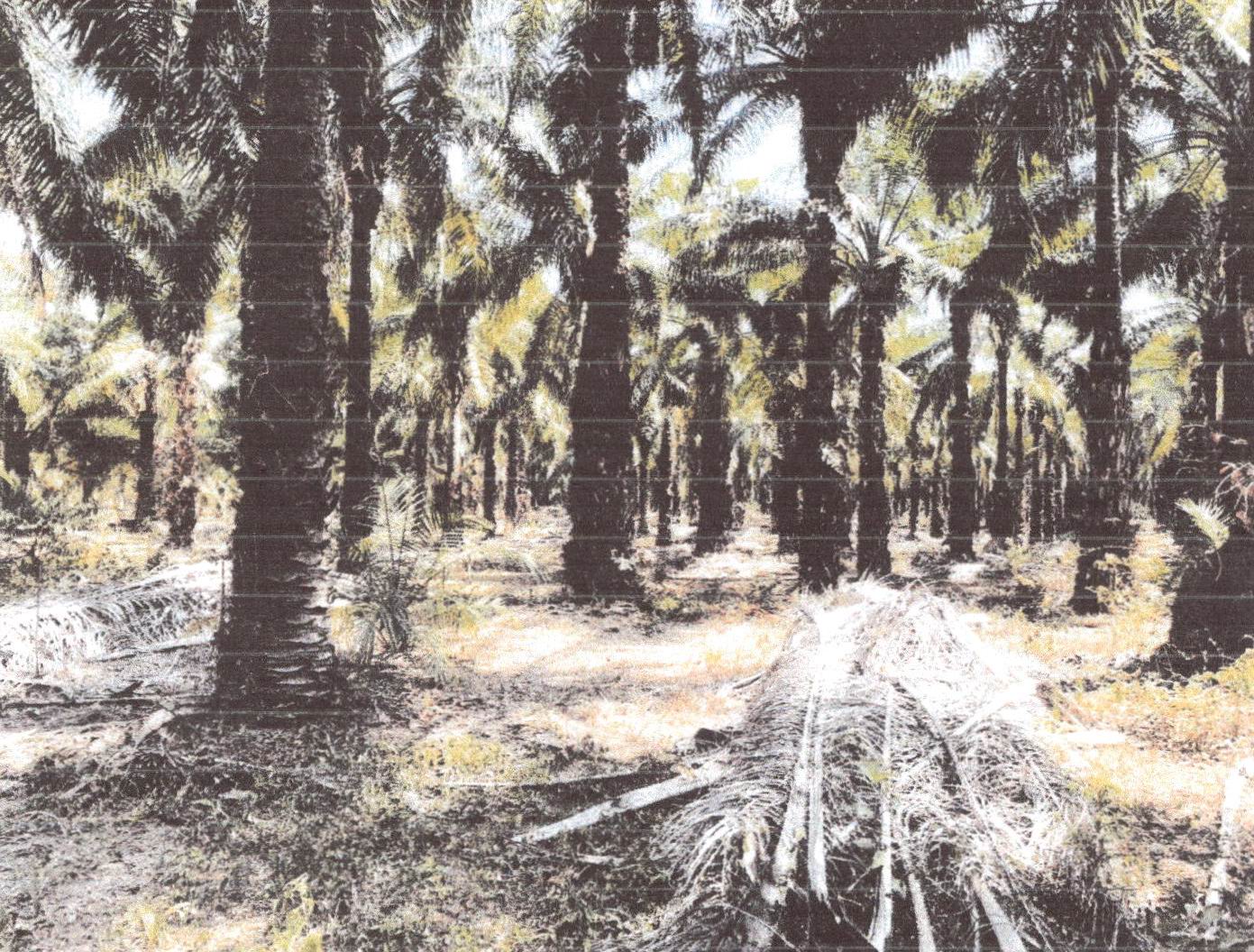 รูปที่ดินว่างเปล่า เหนือคลอง เหนือคลอง กระบี่