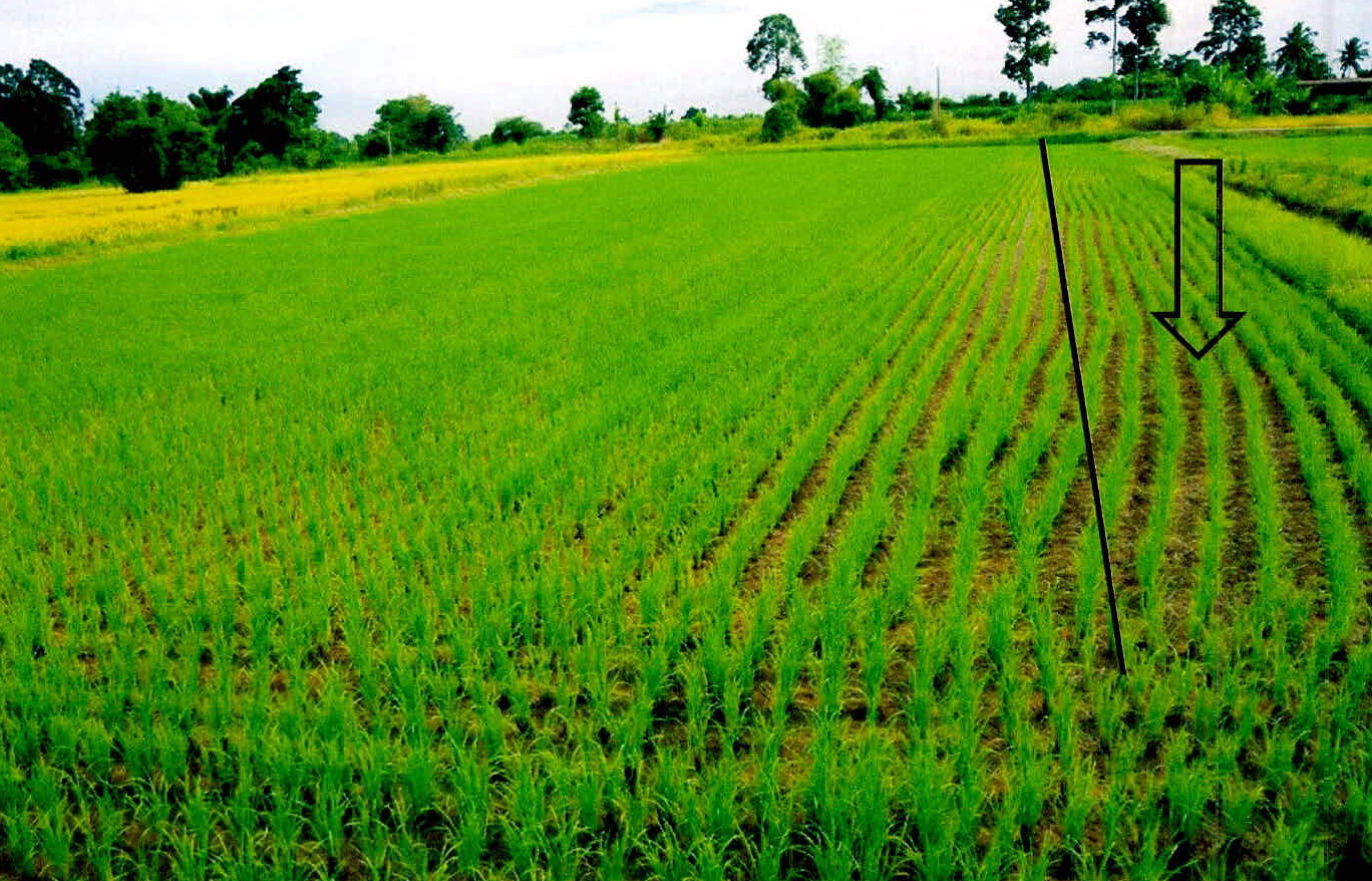 รูปที่ดินว่างเปล่า ไพศาล ธวัชบุรี ร้อยเอ็ด