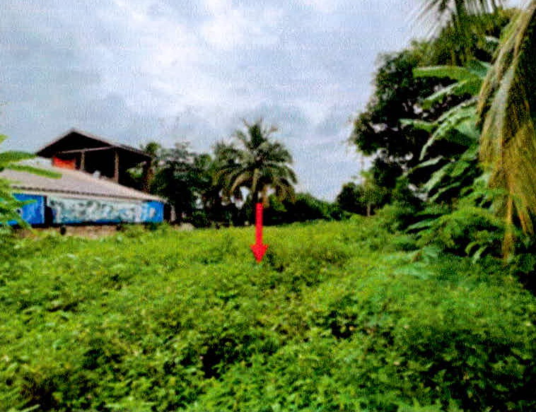รูปที่ดินว่างเปล่า ศรีษะเกษ นาน้อย น่าน