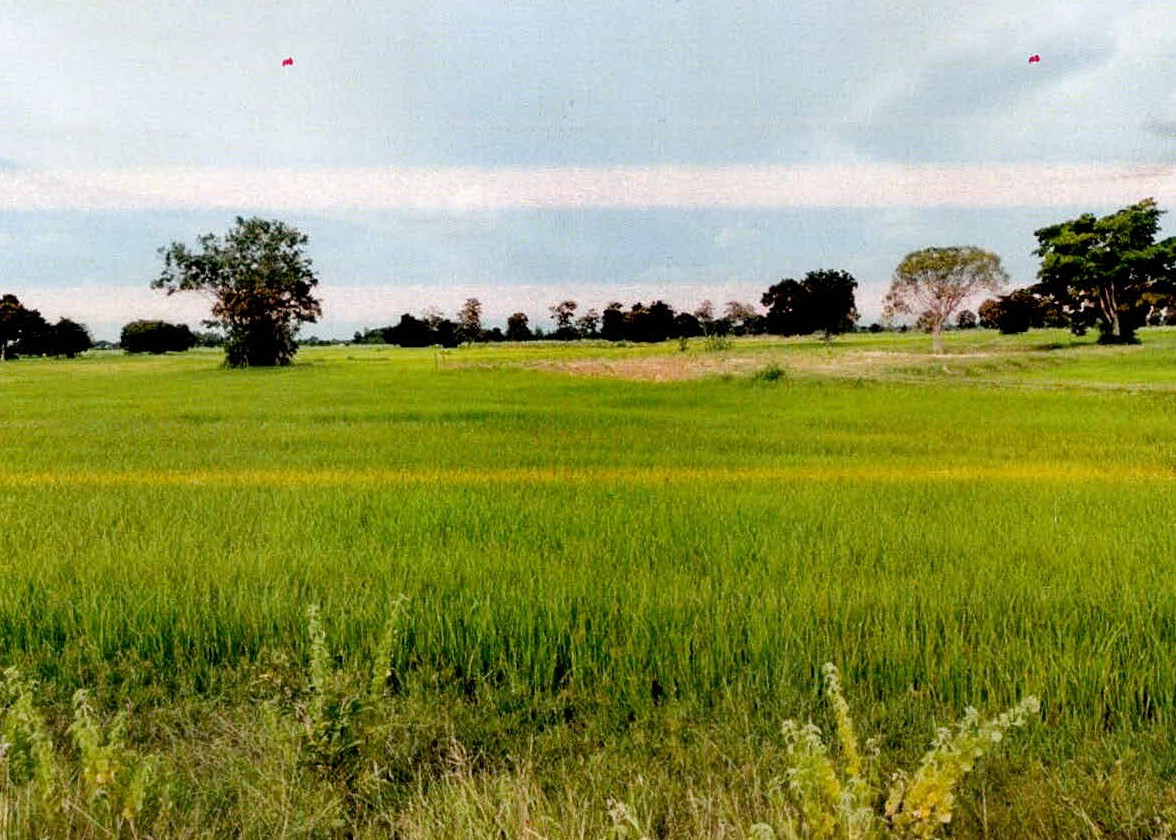 รูปที่ดินว่างเปล่า ระแงง ศีขรภูมิ สุรินทร์