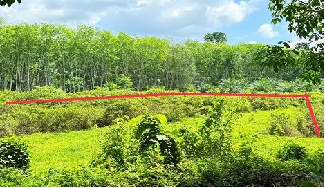 รูปที่ดินว่างเปล่า หนองบ่อ ย่านตาขาว ตรัง