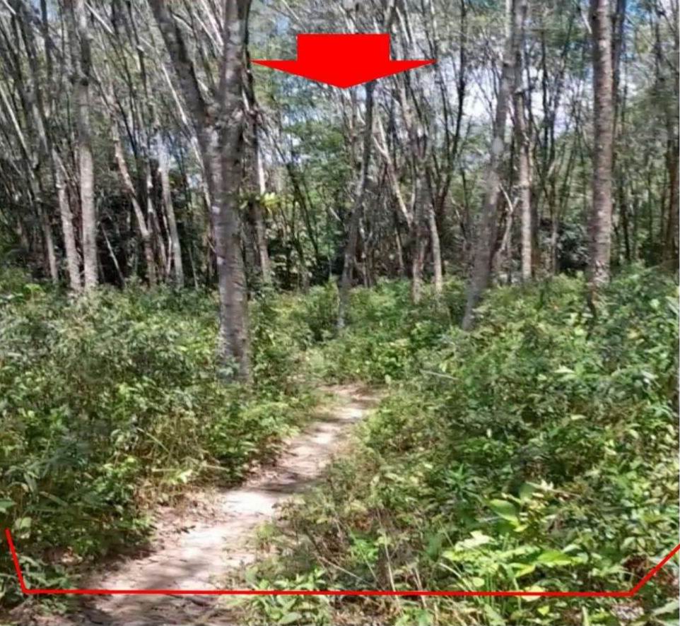 รูปที่ดินว่างเปล่า ตะมะยูง ศรีสาคร นราธิวาส