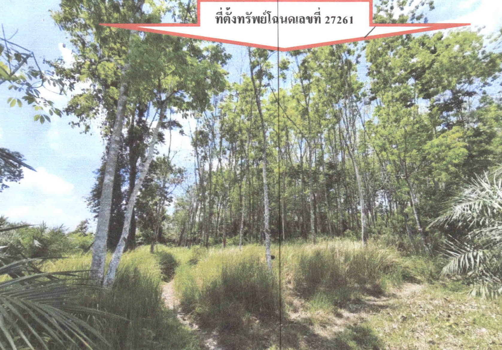 รูปที่ดินว่างเปล่า โคกทราย ป่าบอน พัทลุง