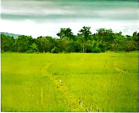 รูปที่ดินว่างเปล่า ทาขุมเงิน แม่ทา ลำพูน