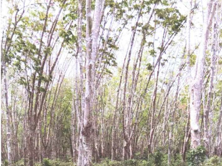 รูปที่ดินว่างเปล่า สุไหงปาดี สุไหงปาดี นราธิวาส