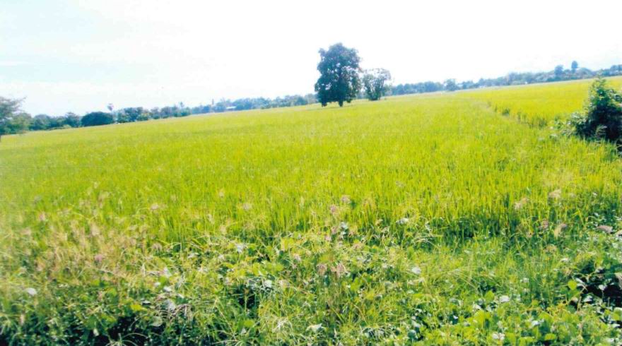 รูปที่ดินว่างเปล่า เกาะตาเลี้ยง ศรีสำโรง สุโขทัย
