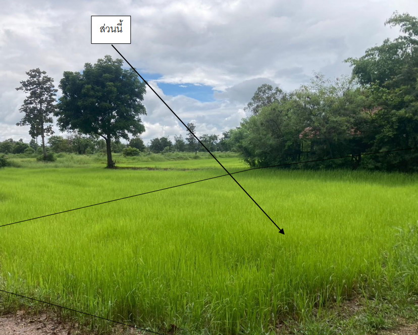 รูปที่ดินว่างเปล่า วาริน ศรีเมืองใหม่ อุบลราชธานี