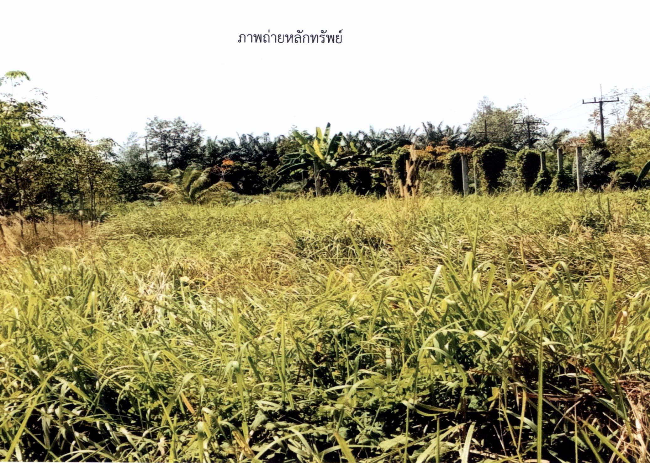 รูปที่ดินว่างเปล่า ทุ่งกระบือ ย่านตาขาว ตรัง