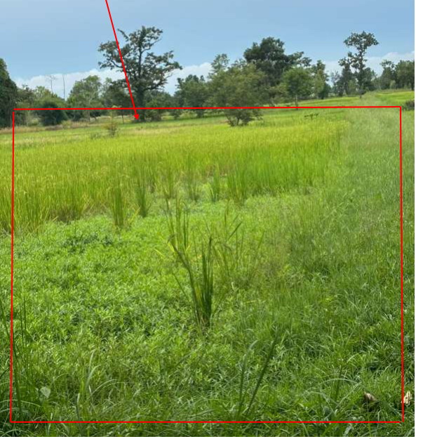 รูปที่ดินว่างเปล่า นาโพธิ์ พิบูลมังสาหาร อุบลราชธานี