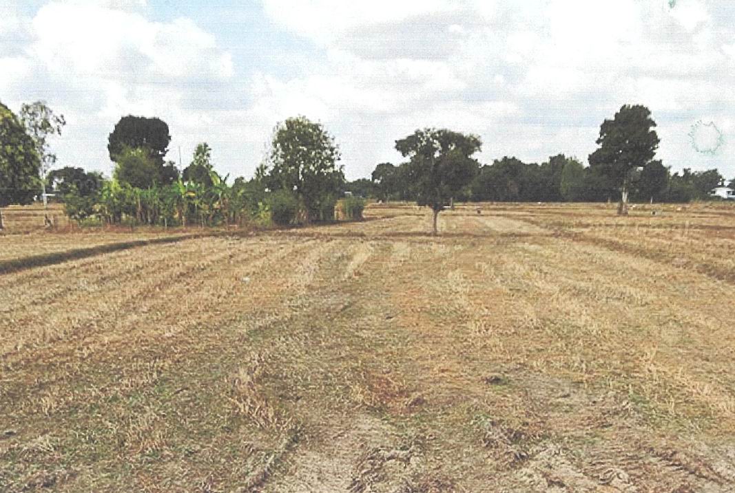 รูปที่ดินว่างเปล่า หนองไผ่ล้อม สำโรงทาบ สุรินทร์