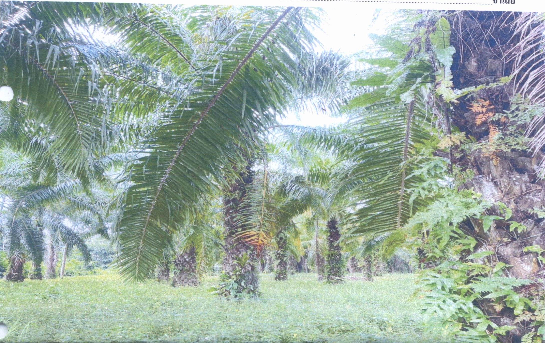 รูปที่ดินว่างเปล่า ควนทอง ขนอม นครศรีธรรมราช
