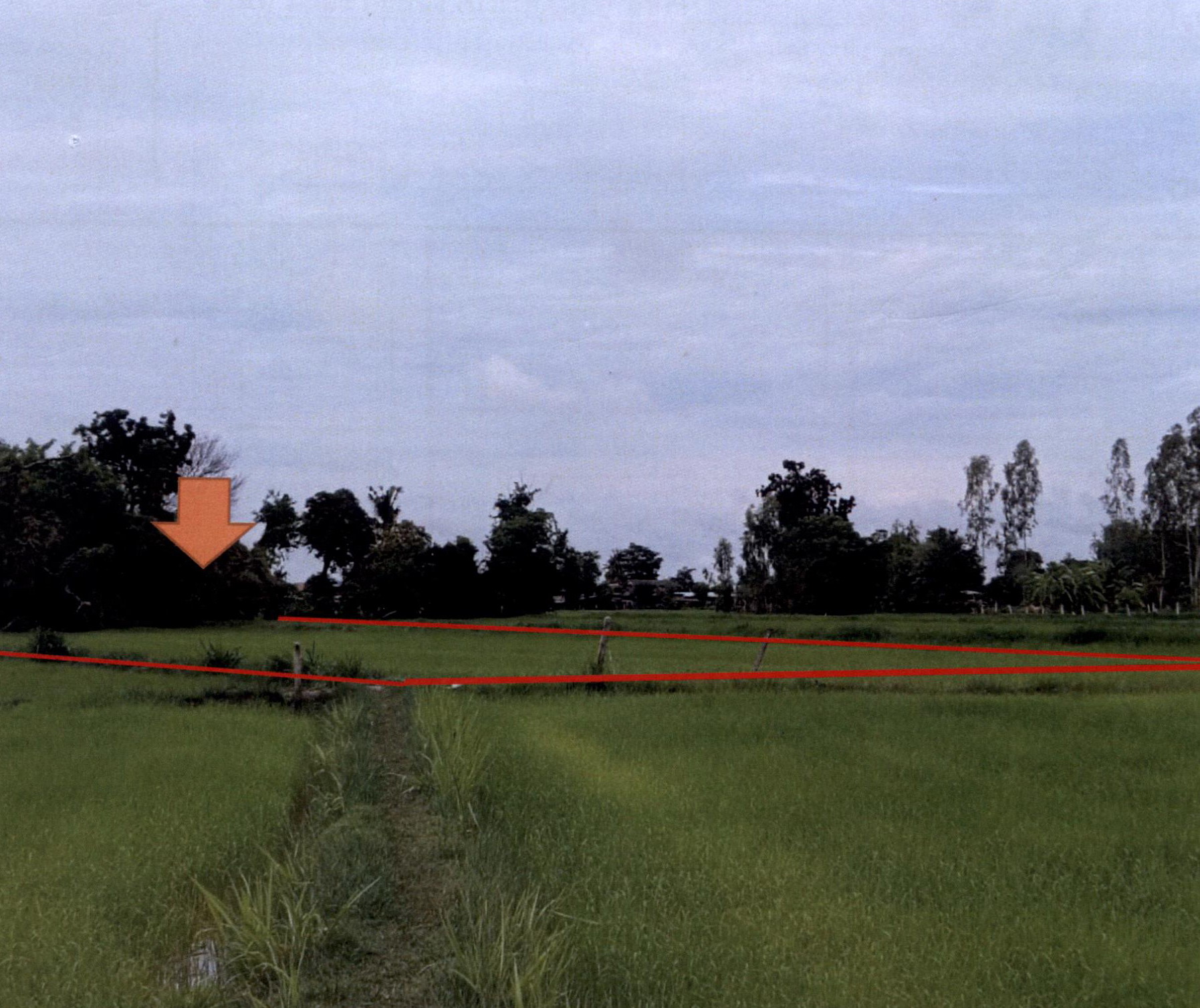 รูปที่ดินว่างเปล่า ศรีสุข สำโรงทาบ สุรินทร์