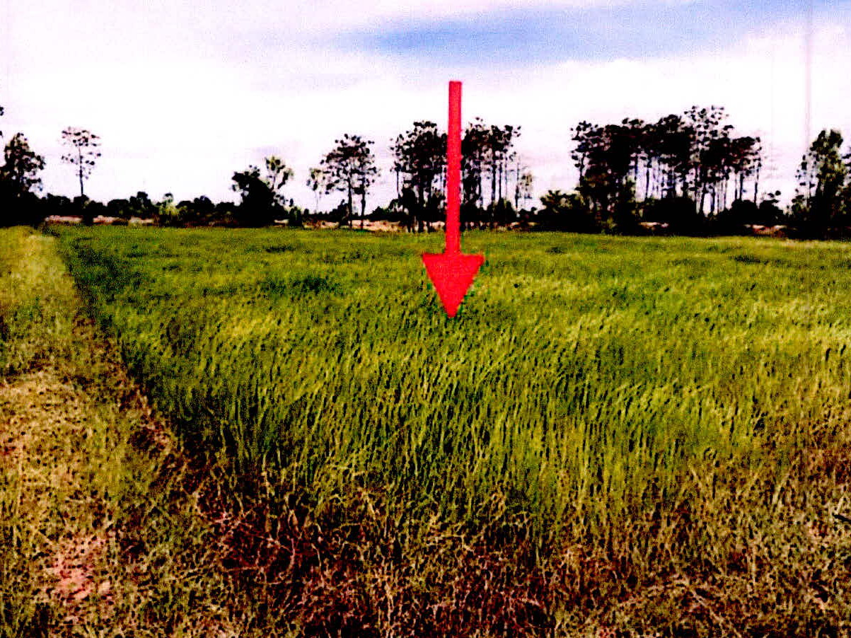 รูปที่ดินว่างเปล่า โคกจาน อุทุมพรพิสัย ศรีสะเกษ