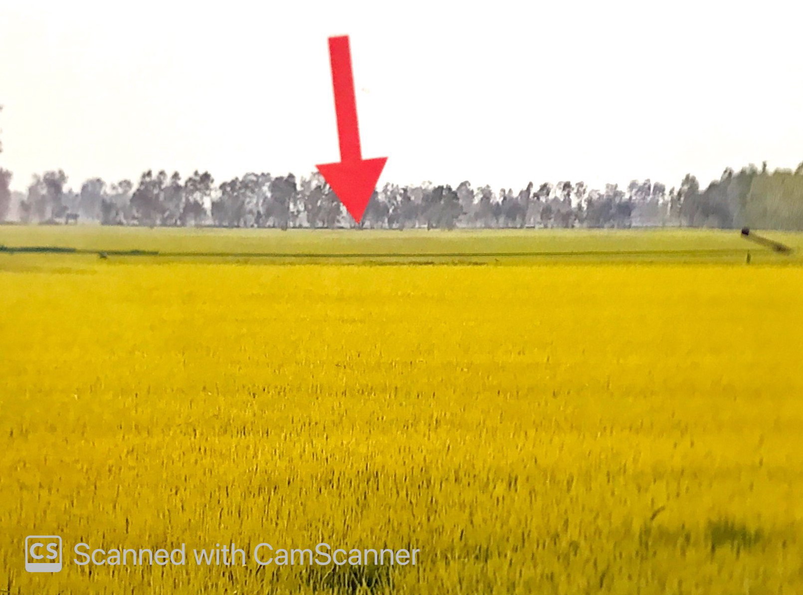รูปที่ดินว่างเปล่า ทับยายเชียง พรหมพิราม พิษณุโลก