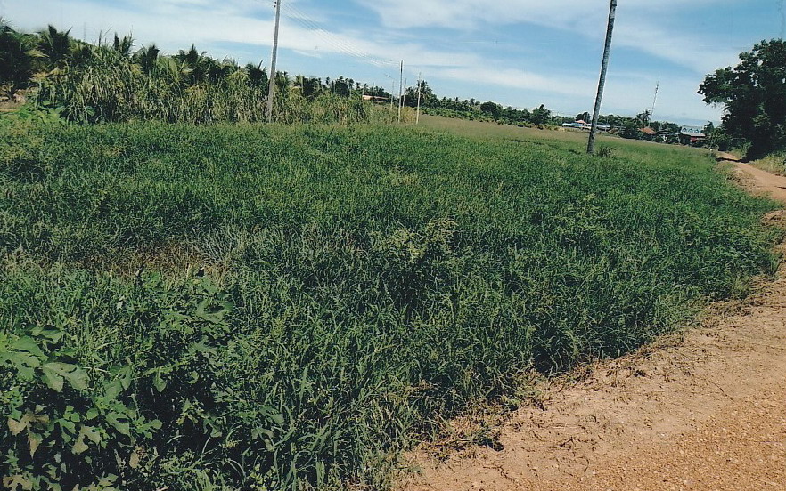รูปที่ดินว่างเปล่า ปากแคว เมืองสุโขทัย สุโขทัย