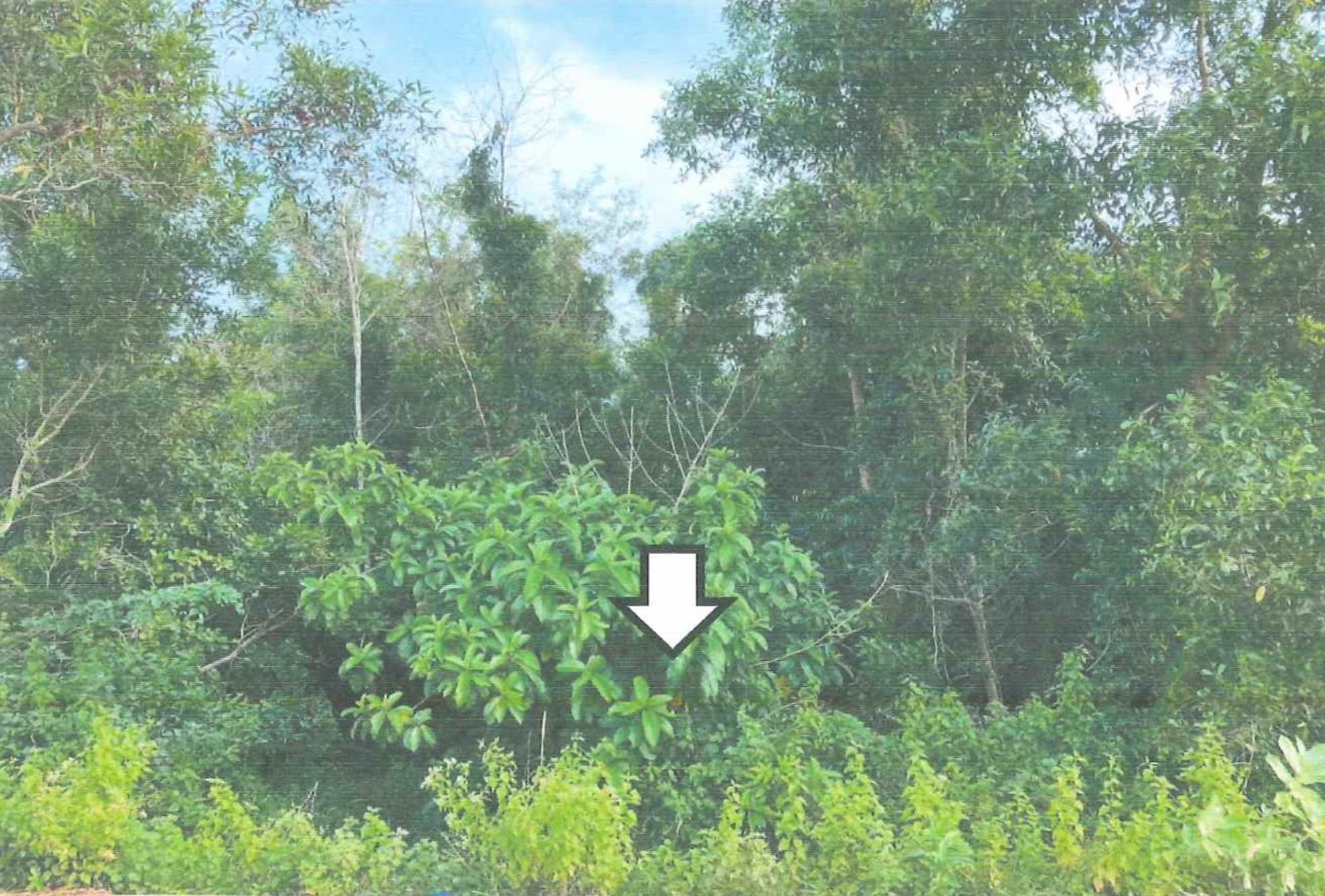 รูปที่ดินว่างเปล่า บ่อทอง หนองจิก ปัตตานี