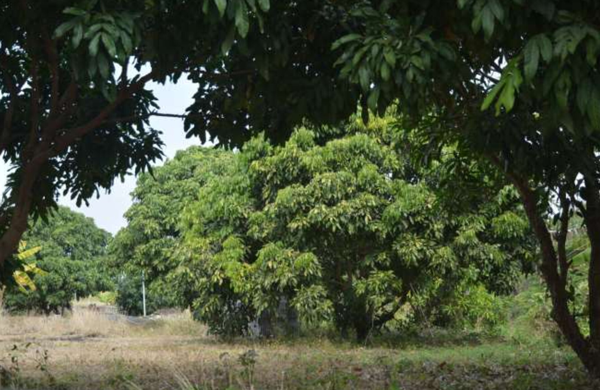รูปที่ดินว่างเปล่า หนองปลาสวาย บ้านโฮ่ง ลำพูน