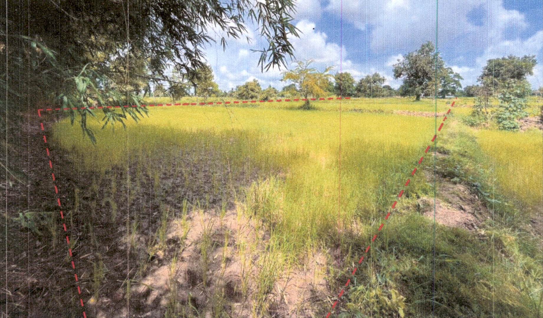รูปที่ดินว่างเปล่า หนองอ้ม ทุ่งศรีอุดม อุบลราชธานี
