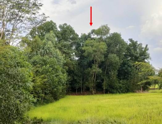 รูปที่ดินว่างเปล่า บ้านหอย ประจันตคาม ปราจีนบุรี