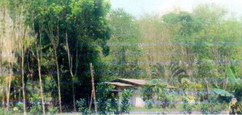 รูปที่ดินพร้อมสิ่งปลูกสร้าง ท่าเรือ บ้านนาเดิม สุราษฎร์ธานี