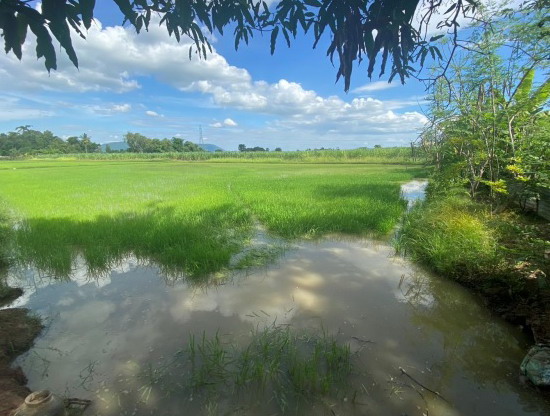 รูปที่ดินว่างเปล่า โคกสะอาด ภูเขียว ชัยภูมิ