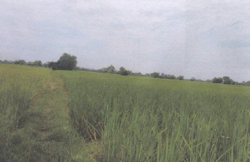 รูปที่ดินว่างเปล่า นางาม เรณูนคร นครพนม