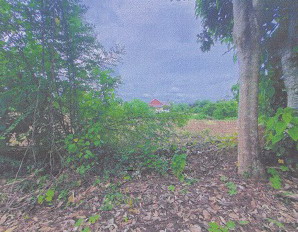 รูปที่ดินว่างเปล่า บ้านควน เมืองตรัง ตรัง