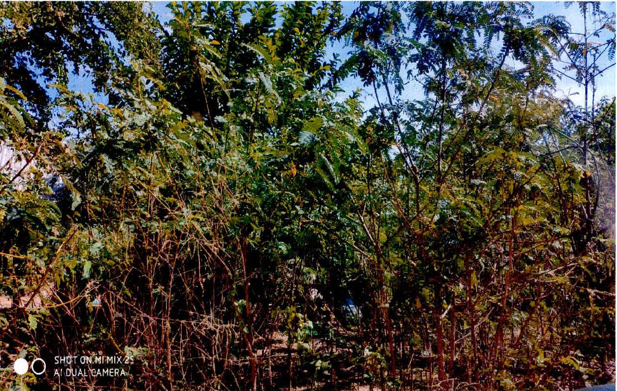 รูปที่ดินว่างเปล่า หนองนาแซง เมืองชัยภูมิ ชัยภูมิ