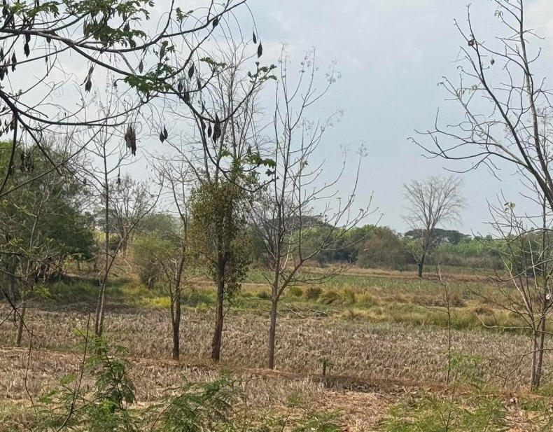 รูปที่ดินว่างเปล่า หนองโน กระนวน ขอนแก่น