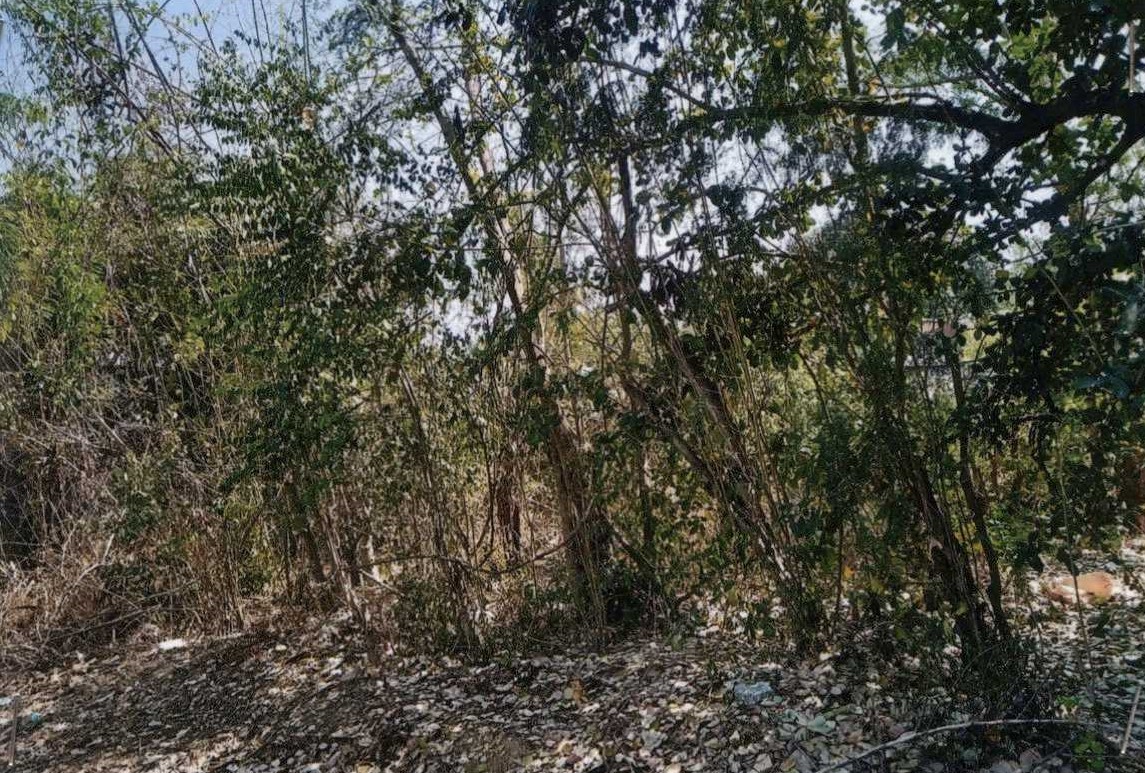 รูปที่ดินว่างเปล่า บางโขมด บ้านหมอ สระบุรี