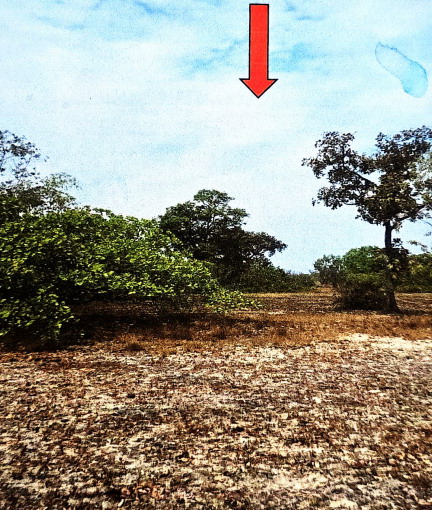 รูปที่ดินว่างเปล่า ปะอาว เมืองอุบลราชธานี อุบลราชธานี