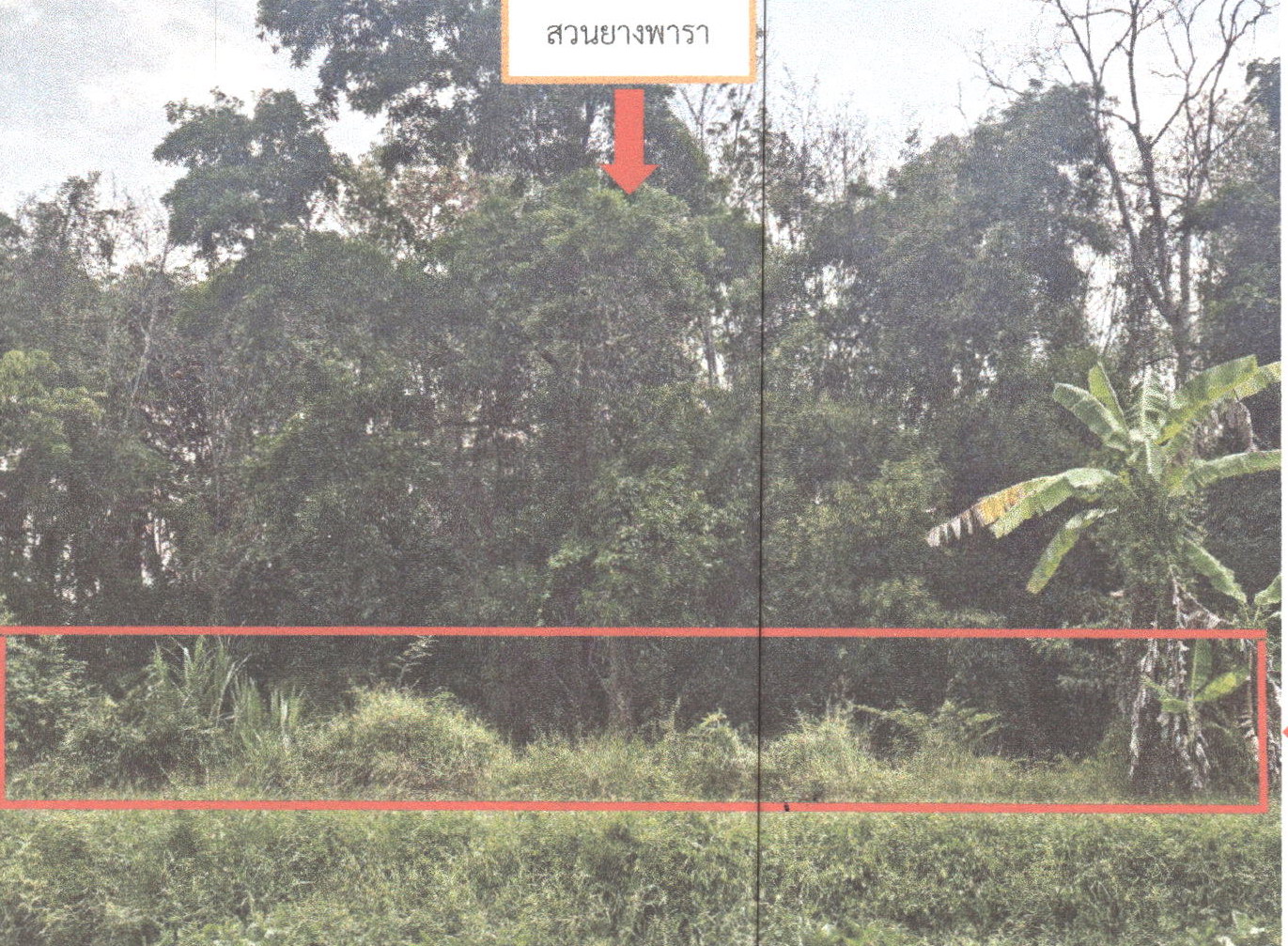รูปที่ดินว่างเปล่า ปรางหมู่ เมืองพัทลุง พัทลุง