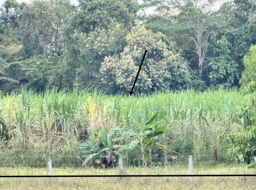 รูปที่ดินว่างเปล่า หนองลาด เมืองสกลนคร สกลนคร