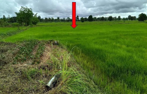 รูปที่ดินว่างเปล่า ผาเสวย สมเด็จ กาฬสินธุ์
