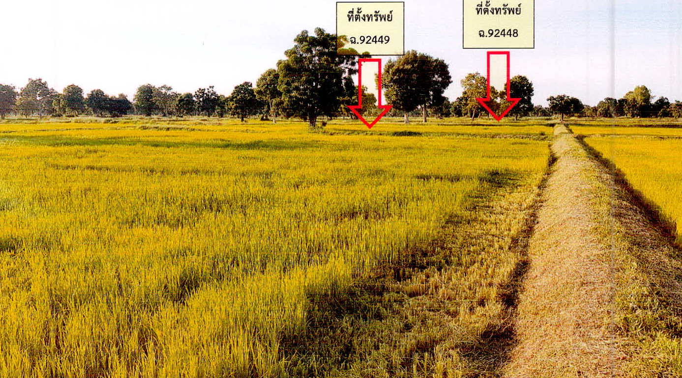 รูปที่ดินว่างเปล่า หนองห้าง อุทุมพรพิสัย ศรีสะเกษ