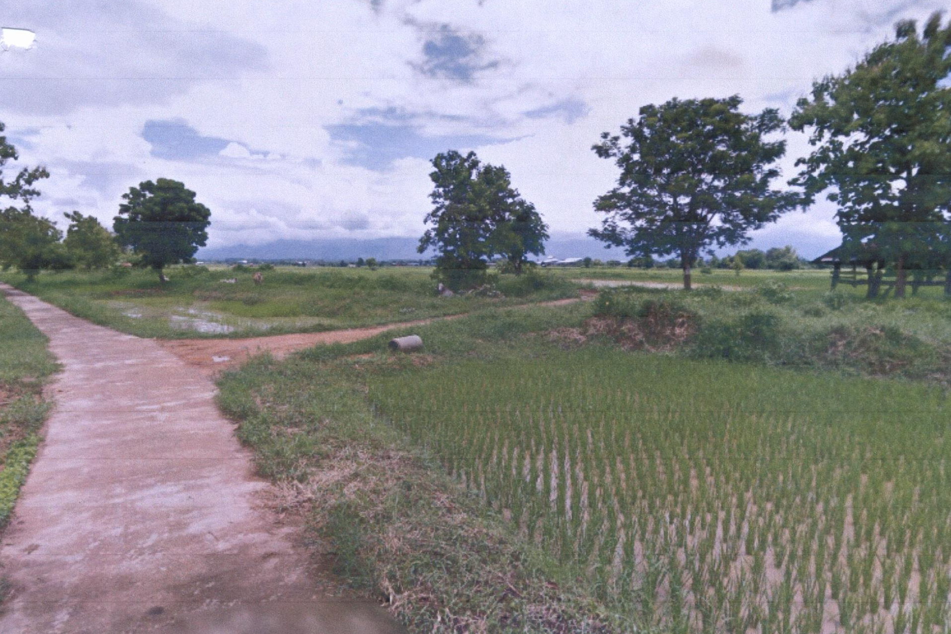 รูปที่ดินว่างเปล่า ทุ่งโฮ้ง เมืองแพร่ แพร่