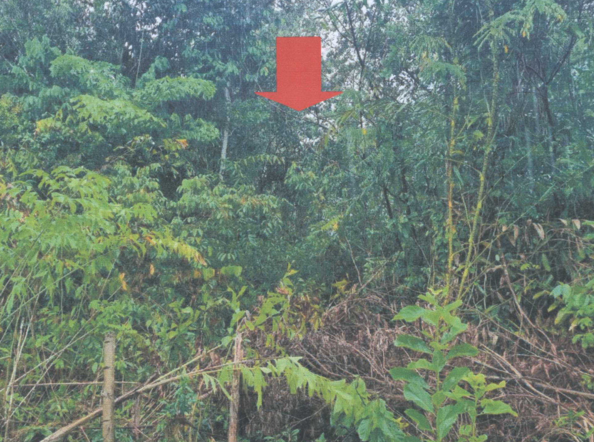 รูปที่ดินว่างเปล่า คลองขุด เมืองสตูล สตูล