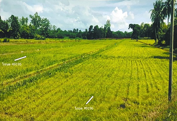 รูปที่ดินว่างเปล่า บ้านโคน พิชัย อุตรดิตถ์
