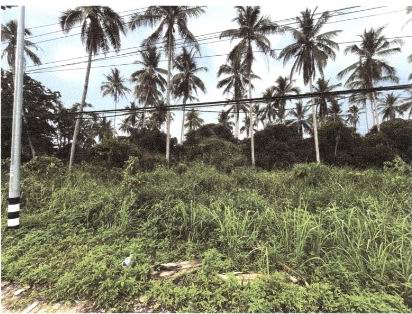 รูปที่ดินว่างเปล่า บางม่วง ตะกั่วป่า พังงา