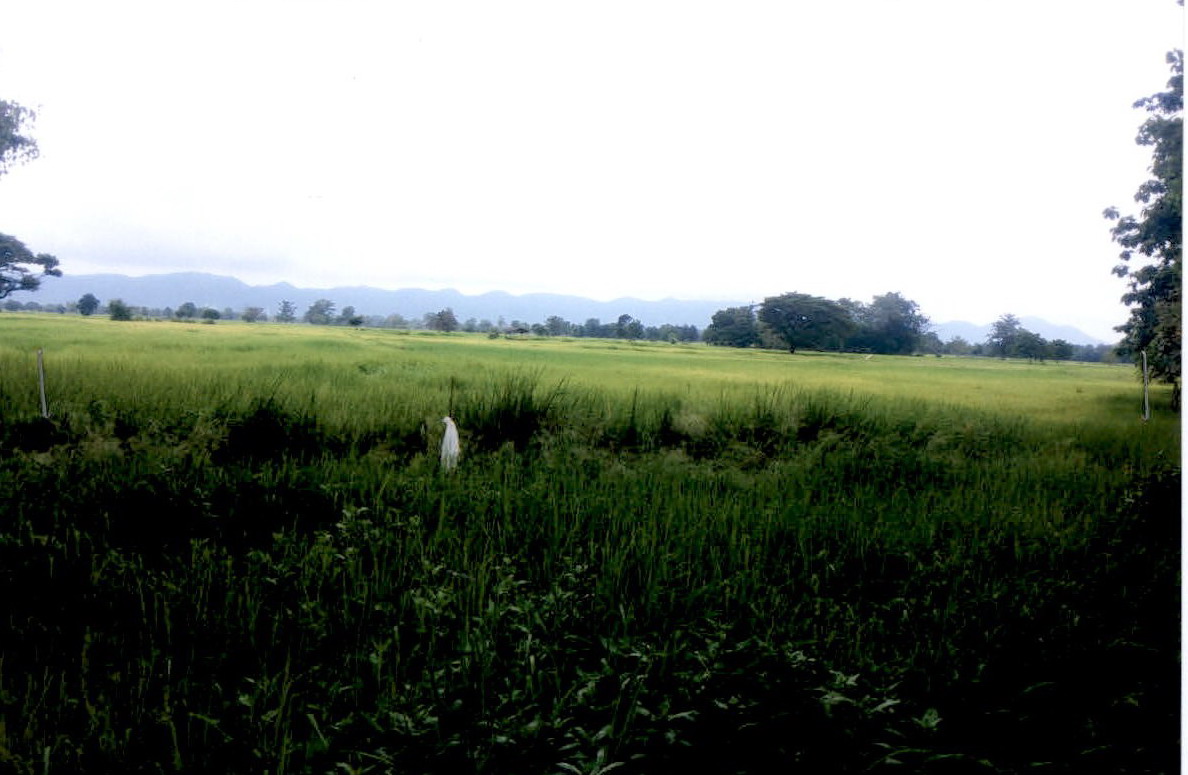 รูปที่ดินว่างเปล่า ท่าโรง วิเชียรบุรี เพชรบูรณ์